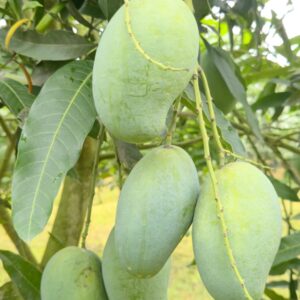 আম্রুফালি আম ১২ কেজি