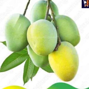 হাড়িভাঙ্গা আম ১২ কেজি